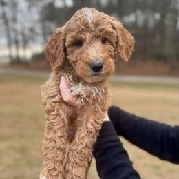 Mittens - Apricot male Goldendoodle puppy in Kenansville, North Carolina from J+A Family Doodles
