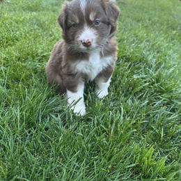 Australian Shepherd Puppies from Sadie Blue's Willamette Valley Aussies