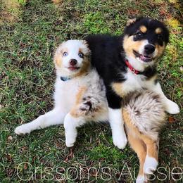 Australian Shepherd Puppies from Grissom’s Aussies