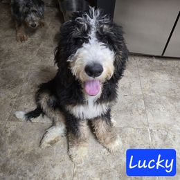 Lucky - Tri-color male Bernedoodle puppy in Neillsville, Wisconsin from Granton Creek