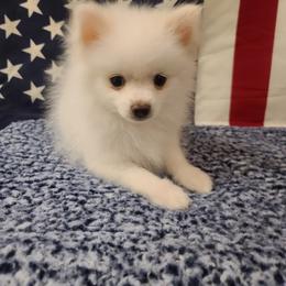 Teddy - White male Pomeranian puppy in Mesa, Arizona from Sun Valley Kennels