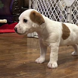 Buzz - Tri-color male Russell Terrier puppy in Jerome, Idaho from Jerome Russell Terriers