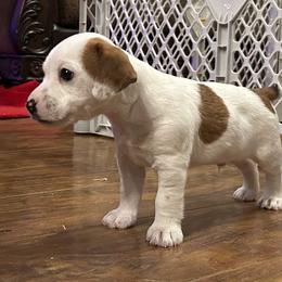 Buzz - Tri-color male Russell Terrier puppy in Jerome, Idaho from Jerome Russell Terriers