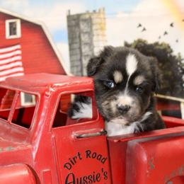 Black Tri 2 - Black tri female Miniature Australian Shepherd puppy in Ronan, Montana from Dirt Road Aussie’s of Montana