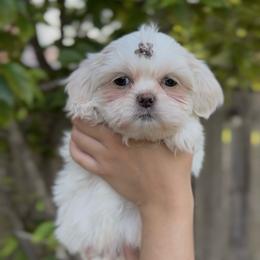 Iridescent Pear - Cream and white male Shih Tzu puppy in Cedar Hill, Texas from Puppy Paper House