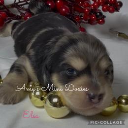 AKC Elsa - Dapple female Dachshund puppy in Jena, Louisiana from Amy’s Mini Doxies