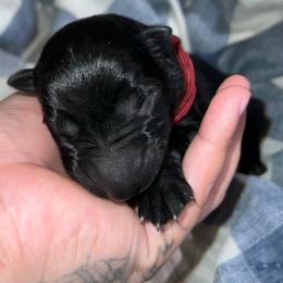 Red Collar Black Male - Candy - Black male German Shepherd puppy in Adelanto, California from Würdighaus Kennels