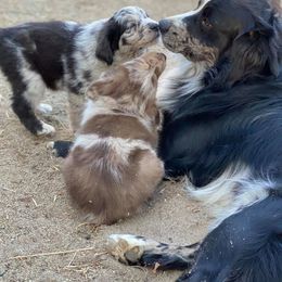 Australian Shepherd Puppies from Roosters Brand of Aussies