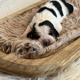Gravy - Black brown and white male Basset Hound puppy in Lone Jack, Missouri from Wee Little Bassets