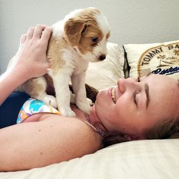 Aussiedoodle Puppies from Southwest Florida Doodles