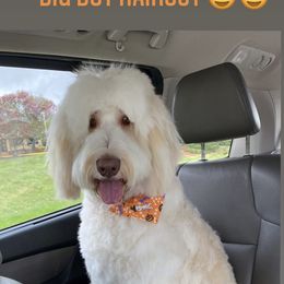 Goldendoodle Puppies from Muddydoodles