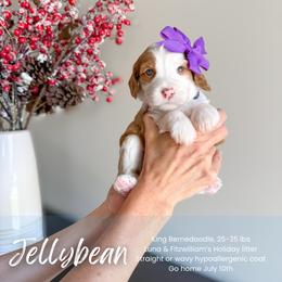 Jellybean - Red female Bernedoodle puppy in South Jordan, Utah from Wonderful World Doodles