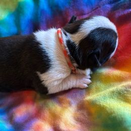DELIA - AKC - **SALE** - Seal and white female Boston Terrier puppy in Anderson, South Carolina from Lola’s House of Bostons & Rescue