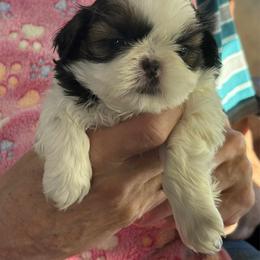 Virginia. - Red and white female Shih Tzu puppy in Massachusetts from All That