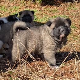 Yuri's Boy 1 - Black, fawn undercoat male Akita puppy in South Carolina from Sierra Mountain Akitas