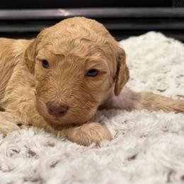 Charming - Red male Bernedoodle puppy in Monument, Colorado from Colorado Dreamin Doodles