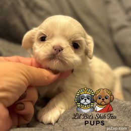 Enzo - Cream and white male Shih Tzu puppy in Walkertown, North Carolina from Lil’ Bit’s Shih Tzu