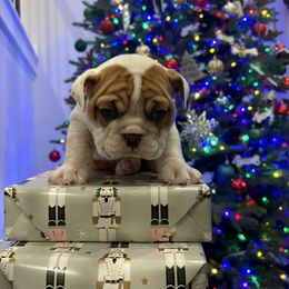 Bulldog Puppies from Tennessee Finest Bulldogs