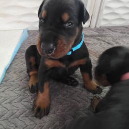Boy - Black and rust male Doberman Pinscher puppy in Anderson, Indiana from Legendary Kennels