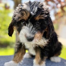 Girl 4 - female Bernedoodle puppy in Highland, Utah from Angel Pups Deluxe