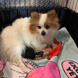 Pomeranian puppies from MJ’s Pomeranians