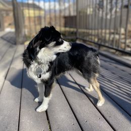 Liberty - Miniature Australian Shepherd