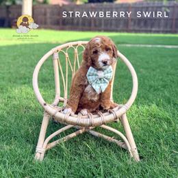 Strawberry Swirl - Red  female Goldendoodle puppy in Dallas County, Texas from Dream A Little Doodle
