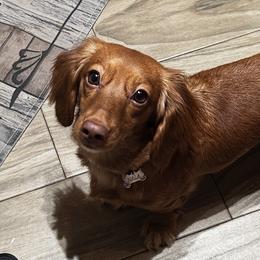 Dachshunds from D&A Dachshunds