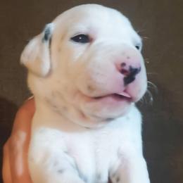 Charlie (Pink Collar Female) - White and black female Dalmatian puppy in Raymondville, Missouri from Wagner's Dalmatian's