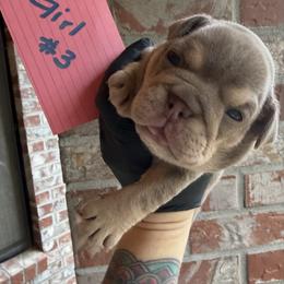 Thelma - Lilac tri-color female Bulldog puppy in Marysville, Washington from English Bulldogs WA