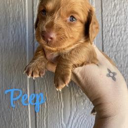 Dachshund Puppies from Long Dog Ranch