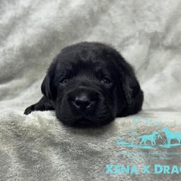 Light blue - Black male Labrador Retriever puppy in Beaverdam, Virginia from Riverside Sunset Labrador Retrievers