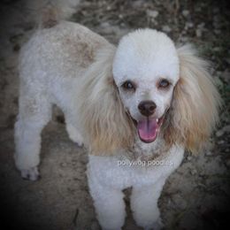Teddy - Poodle