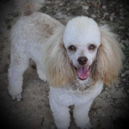 Teddy - Poodle