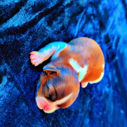 Shih Tzu Puppies from Gig Harbor Shih Tzu's