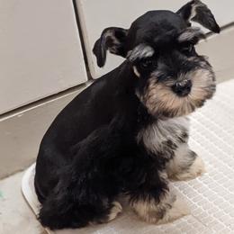 Miniature Schnauzer Puppies from Pawesome Pups