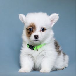 Jacob - Sable male Pembroke Welsh Corgi puppy in Herriman, Utah from Celtic Corgis