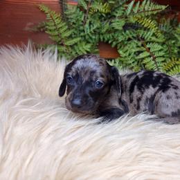 Lucien - Dapple male Dachshund puppy in Washburn, Tennessee from Clinch Mountain Dachshunds