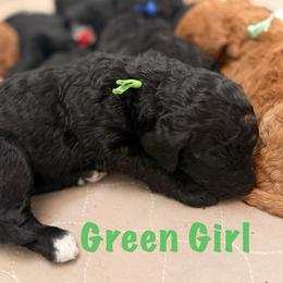 Green Girl (Ginny) - Black and white female Bernedoodle puppy in Moulton, Alabama from Triple W Doodles