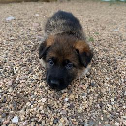Light blue - Sable female German Shepherd puppy in Wellington, Colorado from Smithcoshepherds