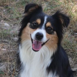 Rosalia - Miniature Australian Shepherd