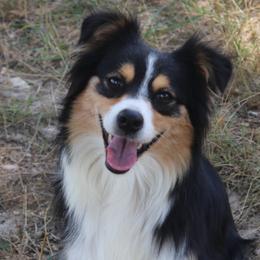 Rosalia - Miniature Australian Shepherd