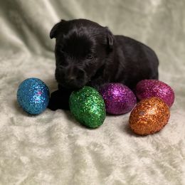 Scottish Terrier Puppies from Starlight Scotties