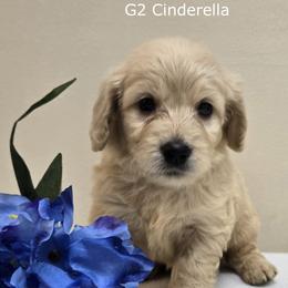 Girl 2 - Cream female Goldendoodle puppy in Milford, Michigan from Servant Kennel