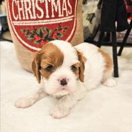 Mira - Blenheim female Cavalier King Charles Spaniel puppy in Highland, Utah from Furever Cavaliers