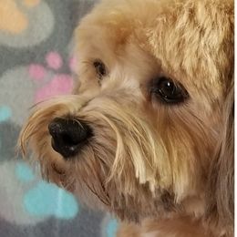 Macie - Havanese