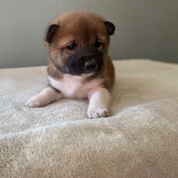 Faith - Red female Shiba Inu puppy in Monett, Missouri from Happy Tails Shiba Inus
