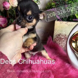 Preston 3000 See Video - Black and tan male Chihuahua puppy in Manteca, California from Deb's Chihuahuas California