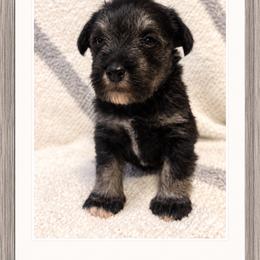 Dolly - Salt and pepper female Miniature Schnauzer puppy in Summerfield, Florida from M & M Schnauzers
