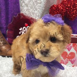 Maltipoo, Poodle, and Shihpoo Puppies from Puppies-4U